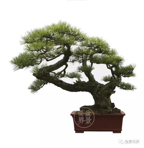 品种选择：哪些黑松具有坚韧不拔的精神象征