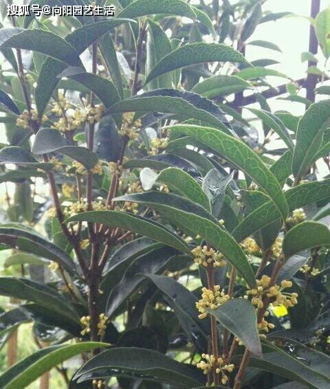 白兰花：乔木香王， 香气覆盖率提升40%