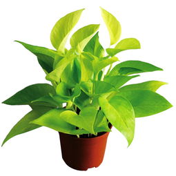 春天绿萝的苏醒季节