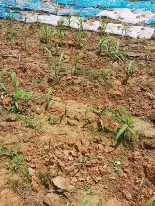 三大护坡天王草实测对比