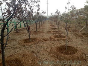 防寒保护， 水分管理