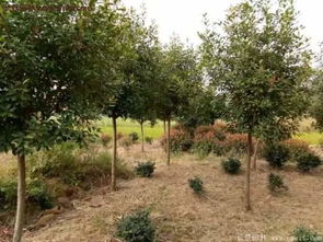 四、季节与气候