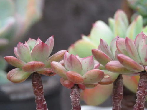 紫凤梨开花后如何巧妙拆分
