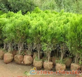 洒金柏球的市场前景