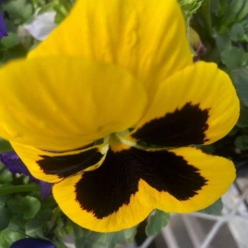 蝴蝶花早上开还是晚上开？揭秘蝴蝶花绽放的秘密