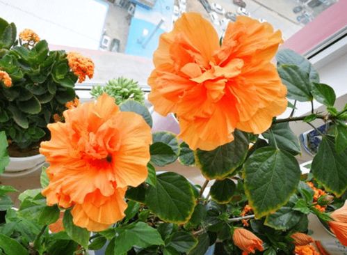 扶桑花的观赏价值