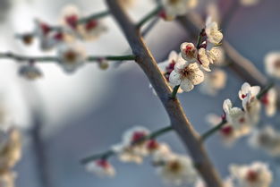 产地不同，价格不同
