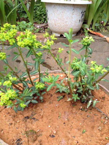 先说说要搞清楚， 多年生植物不是永生植物