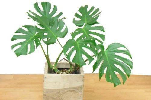 树木生长习性了解一下