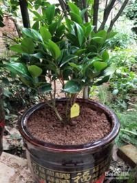 烂根茶花如何急救？