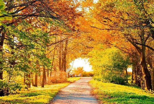 秋栽温度降低，成活率提高