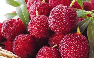 杨梅农药残留，如何判断？