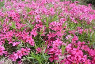 是草本还是木本？傻傻分不清楚