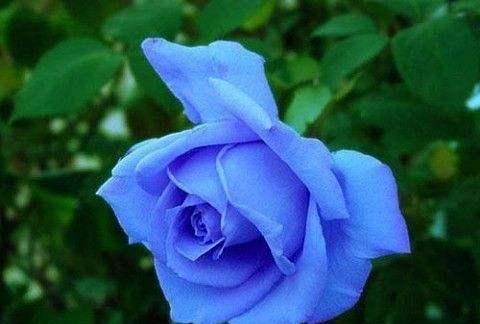 浪漫的爱意，玫瑰花语解读为爱情与热情