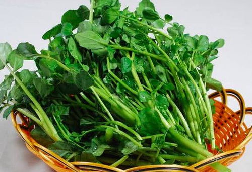 西洋菜——煲汤好帮手，水田边也Neng美美哒