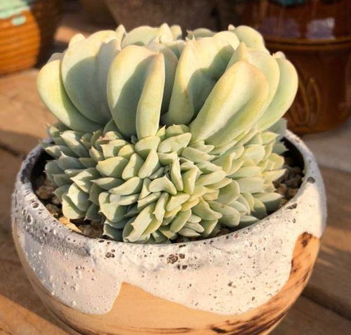 多肉植物的营养土选择