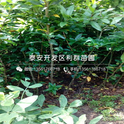 五公分龙爪槐的价格之谜