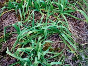 七、收获蒜苗，享受劳动果实