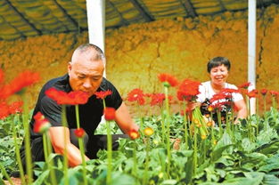 花卉产业蓬勃发展