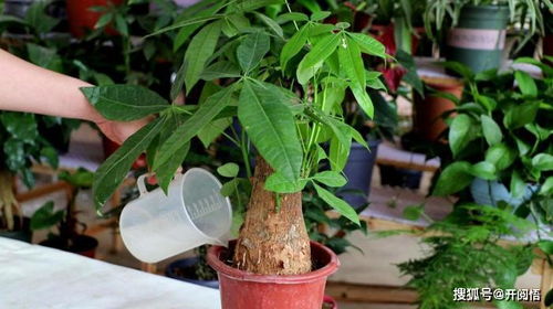 发财树种植需要注意哪些技巧和方法