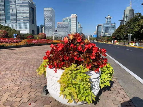 揭秘木菊花繁花似锦的剪枝秘诀，轻松打造四季不败花坛！