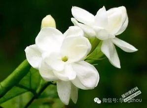 茉莉花象征纯洁、优雅与爱情，寓意着美好与和谐