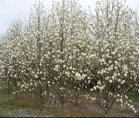 品种丰富, 满足你的需求