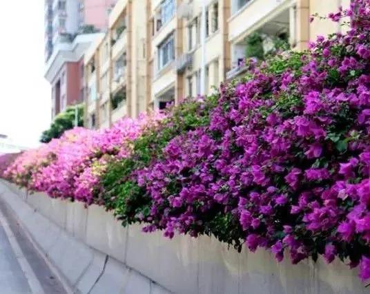 簕杜鹃两广适合养的花