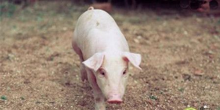 秋季猪反复咳嗽，如何区分寒咳、热咳、燥咳，有效防控不反复？