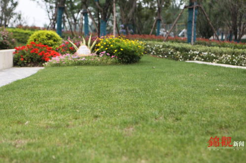 草坪上的小秘密