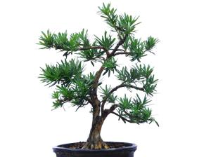 大理苍山：罗汉松的乐土