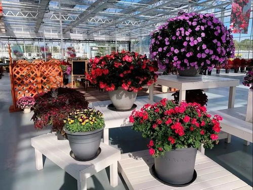 香港花卉展览会门票大揭秘，快来跟我一起玩转花海！