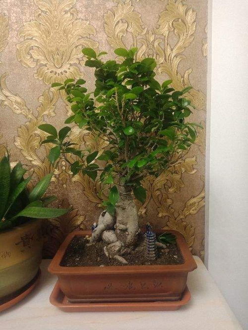 榕树种子如何种植，榕树适宜生长在哪些环境