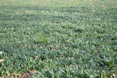 神奇的草，省化肥，高产又环保