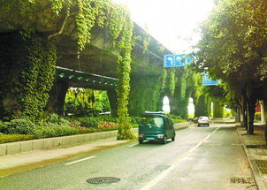 杭州高架桥上的藤蔓植物之谜