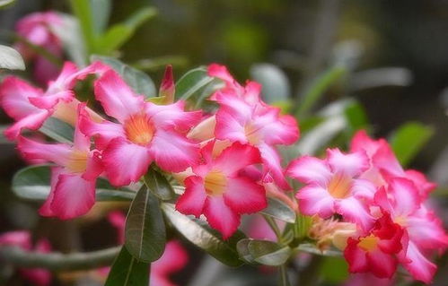 秋季沙漠玫瑰控水小秘诀，花开梗美丽！