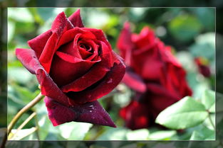 冬天的坚韧：玫瑰花的顽强生命