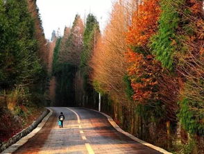 秋季种植， 凉爽又宜人
