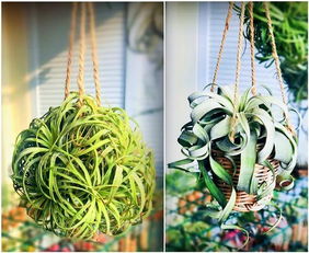 秋季种花大揭秘：五种草本越冷越疯长！