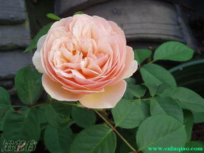 朱丽叶月季：花中珍宝的多种色彩