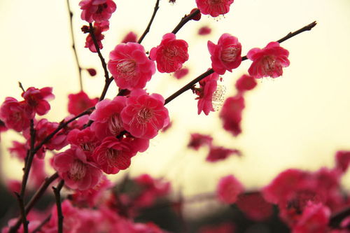 三角梅花落后花枝处理取决于是否保留花蕾