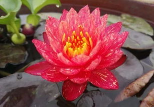 没有阳光的环境，睡莲怎么种呢？