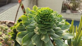 青蒿嫁接菊花在什么月份进行最为适宜