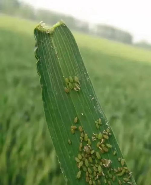 半夏虫害问题，农药选择大揭秘