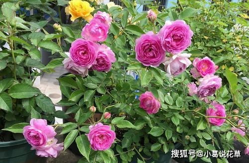 微型月季， 小巧玲珑，管理方便