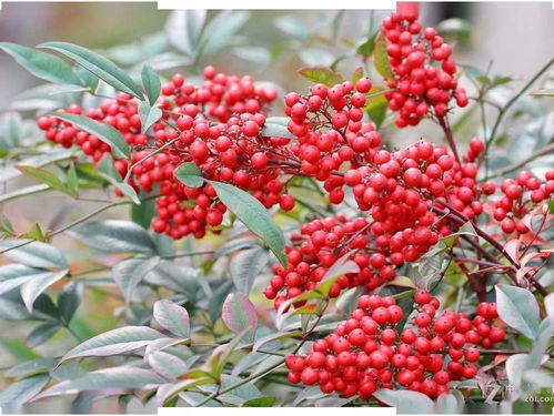 南天竹花,放水里嫩生长吗?