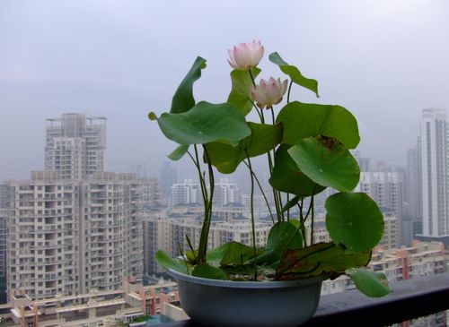 碗莲水培养殖技巧：快速上手的畜牧养殖指南
