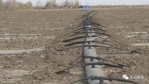 1. 稻壳与秸秆混合覆盖