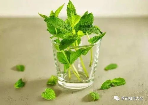 薄荷分盆后如何保证成活率