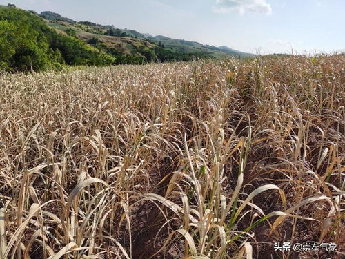 救命指南数据说